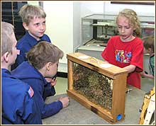 Bee hive display